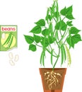 Bean plant with green fruits, leaves, flowers in flower pot and open sachet with seeds